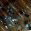 Blue Craw