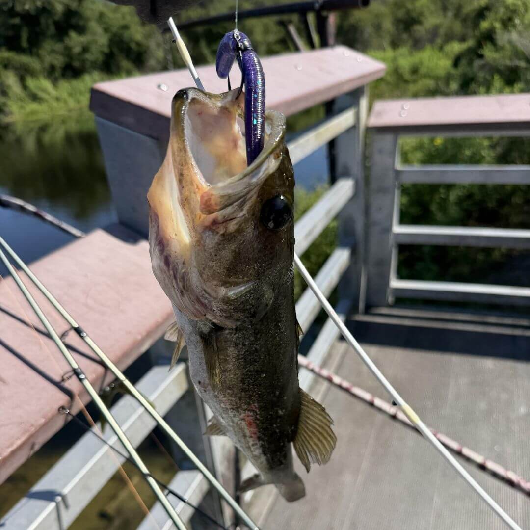 Pro Pack Stickbaits - Junebug