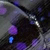 Grape Jelly