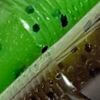 Green Pumpkin Chartreuse